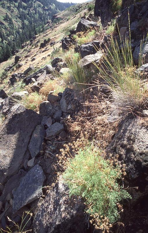 Bear Canyon Near Yakima Jun-1986.jpg